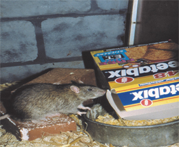 Rat treatment, Rodent extermination 
, removal, elimination, How to get rid of rats, Rats removal
